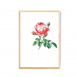 Rose Centifolia -Affiche
