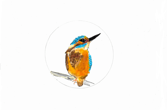Martin Pêcheur d'Europe, Alcedo atthis