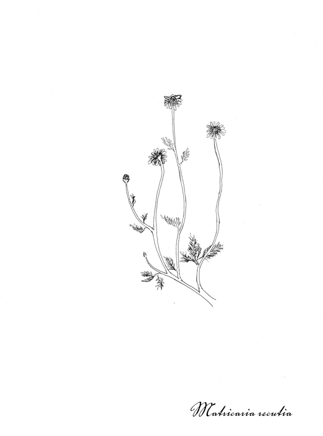 Camomille, matriaria recutita