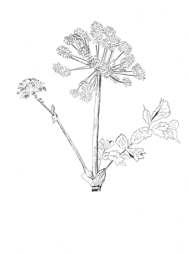 Angélique, angelica archangelica