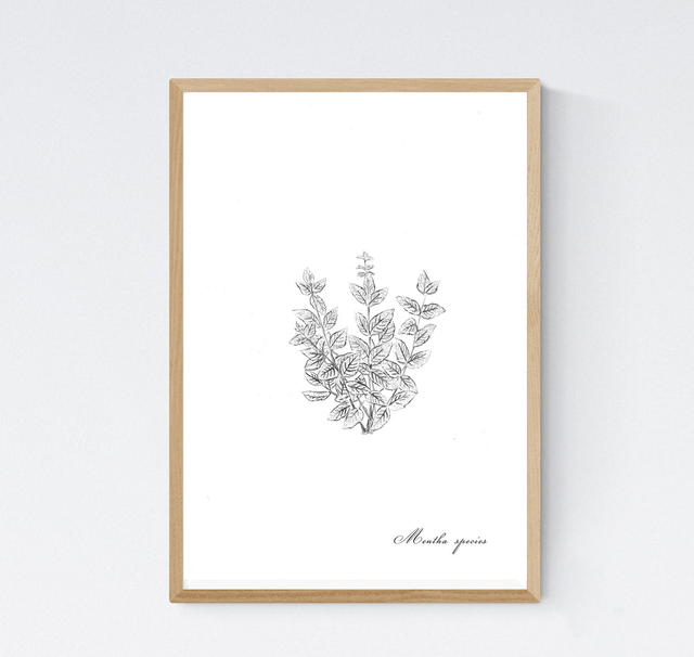 Menthe, mentha spicata