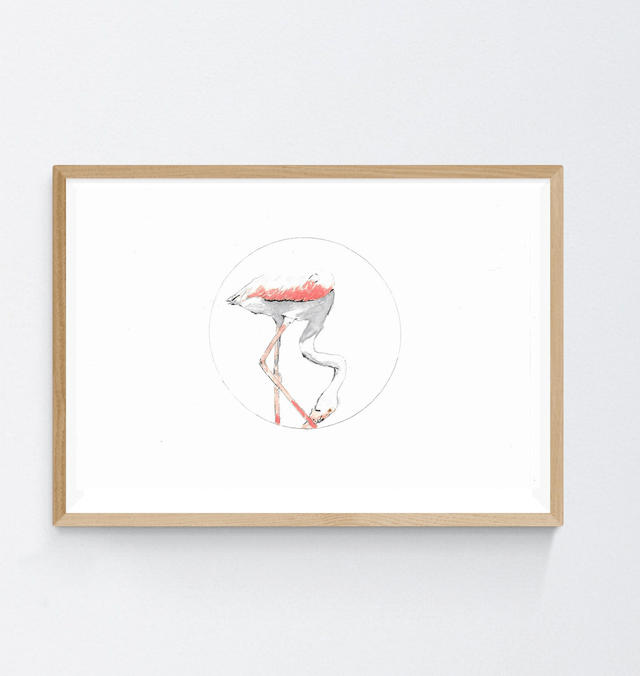 Flamant rose