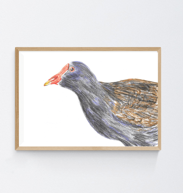 Gallinule Poule-d'eau, gallinula chloropus