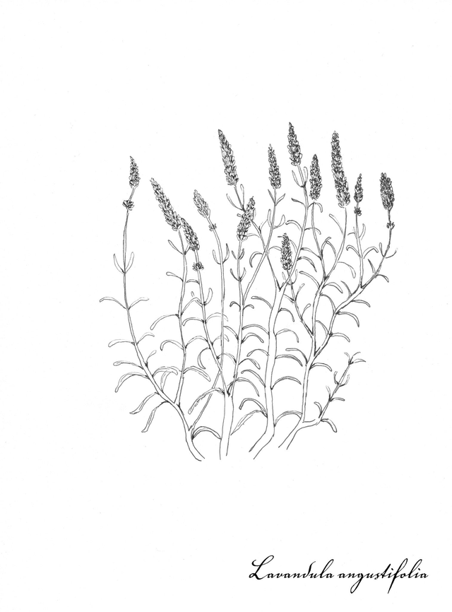 Lavande, lavandula angustifolia