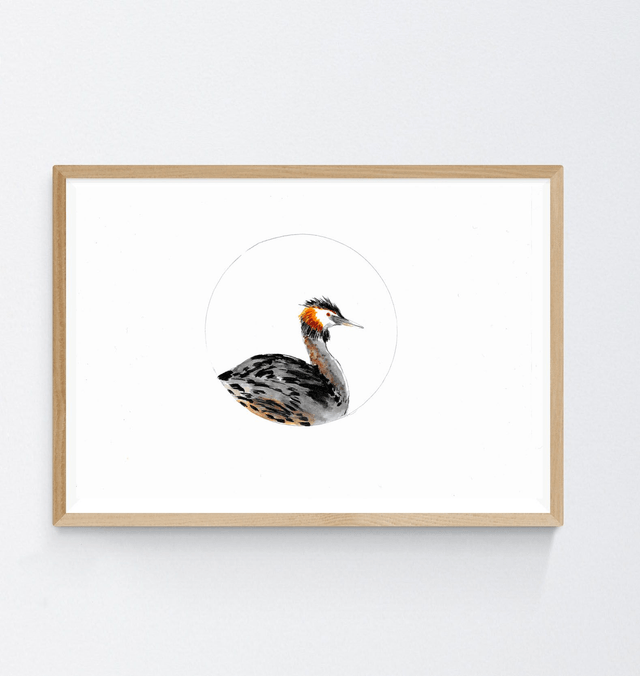 Grèbe Huppé, podiceps cristatus
