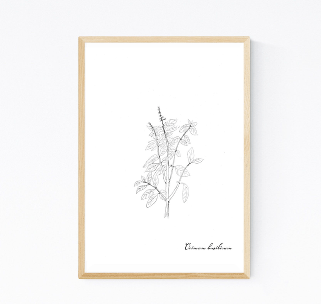 Basilic, ocimum basilicum