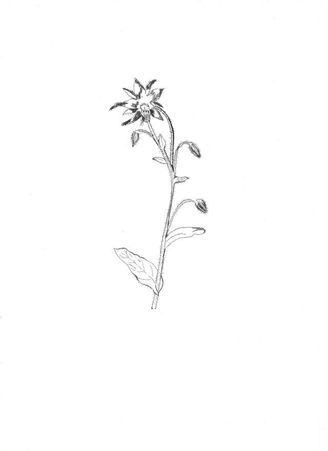 Bourrache, borago officinalis