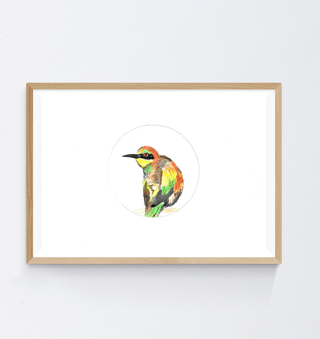 Guêpier d'Europe, Merops apiaster