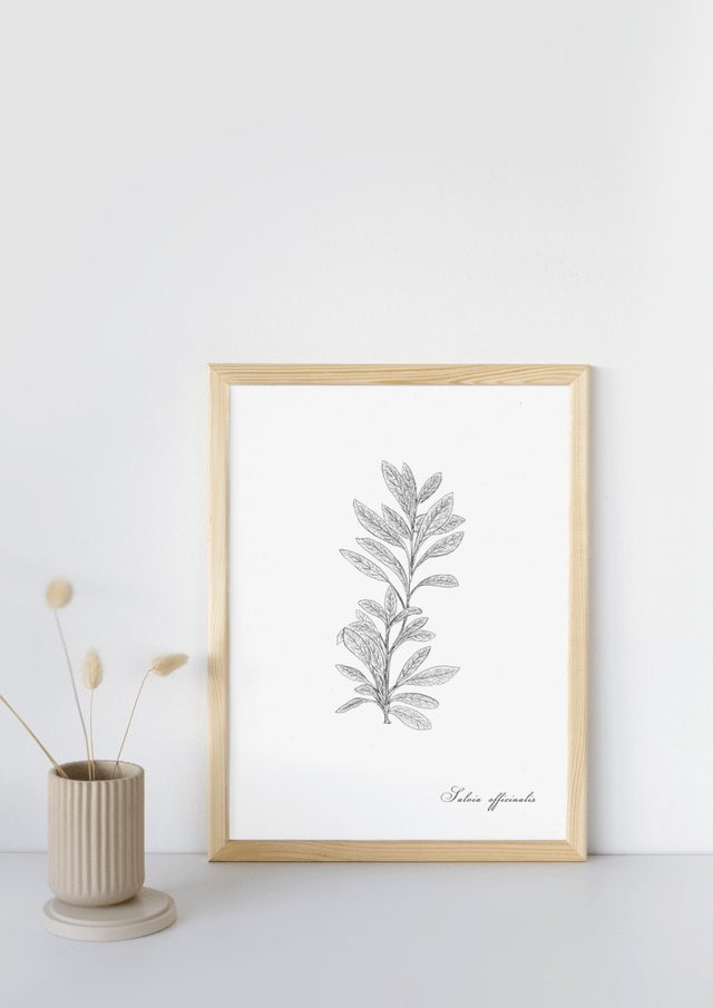 Sauge, Salvia officinale