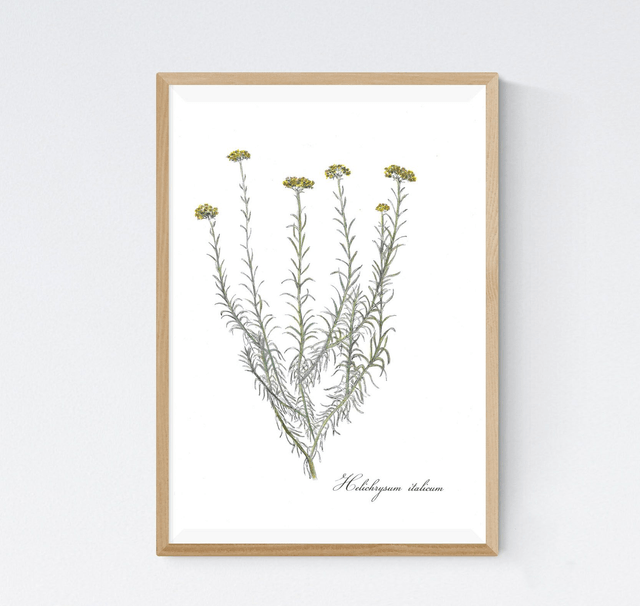 helichryse italienne, helichrysum italicum