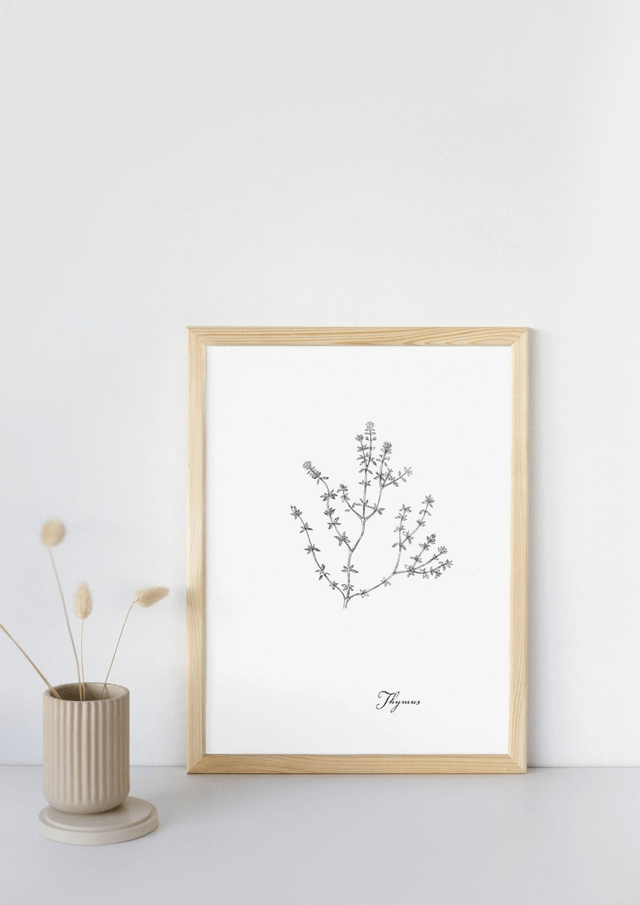 Thym, thymus vulgaris