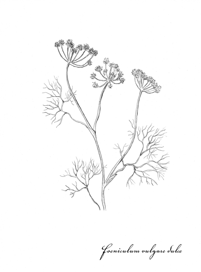 Fenouil, fueniculum vulgare dulce