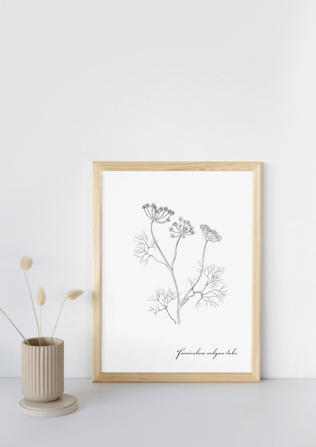 Fenouil, fueniculum vulgare dulce