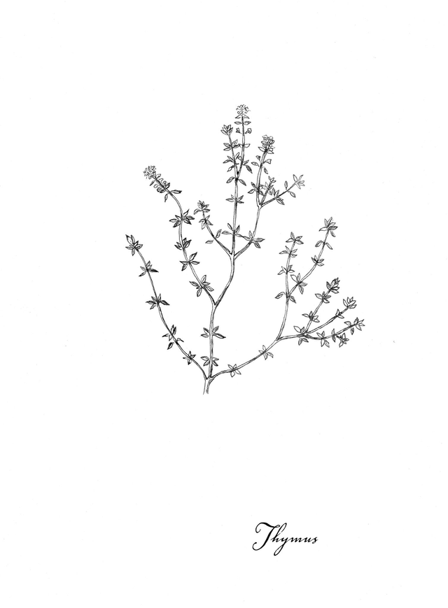 Thym, thymus vulgaris