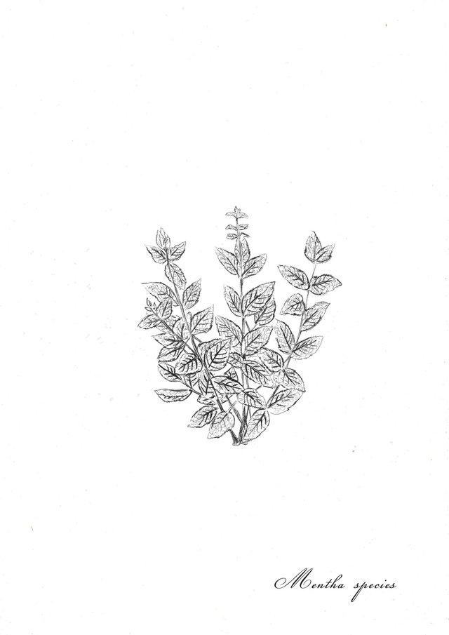Menthe, mentha spicata