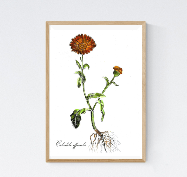 Calendula
