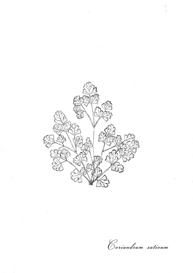 Coriandre, coriandrum sativum