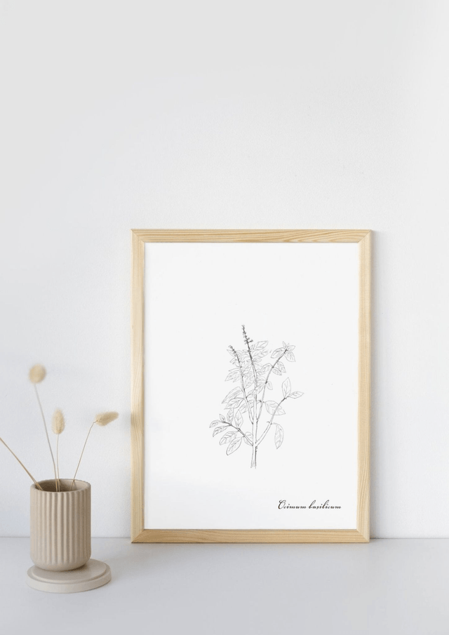 Basilic, ocimum basilicum