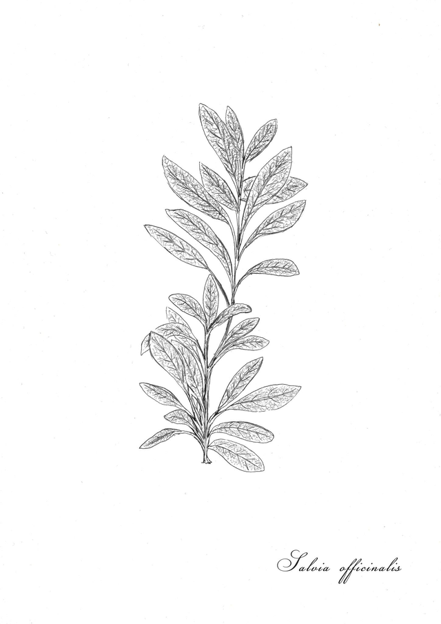 Sauge, Salvia officinale