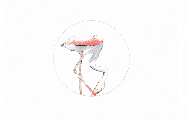 Flamant rose