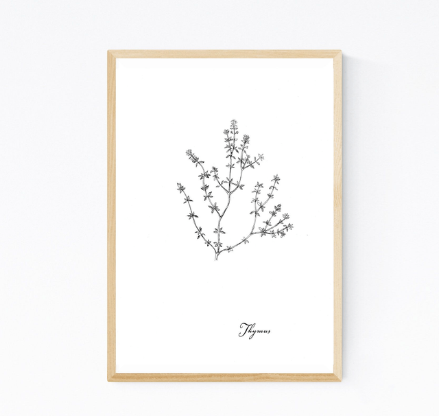 Thym, thymus vulgaris