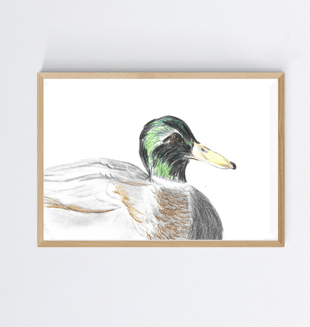 Colvert, anas platyrhynchos