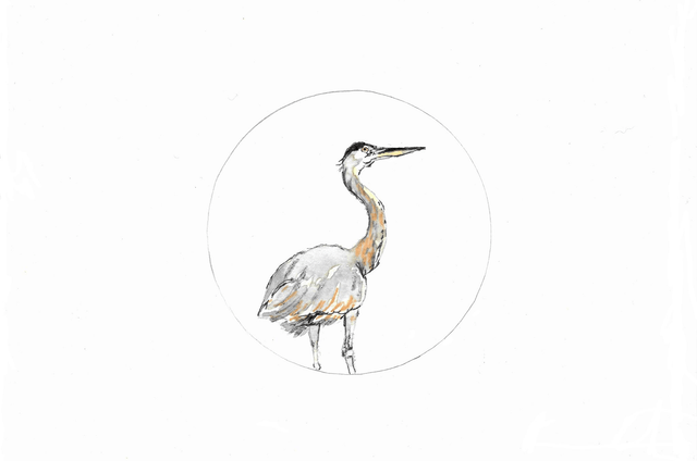 Héron cendré, ardea cinerea