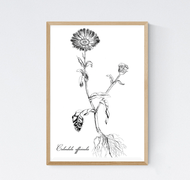 Calendula
