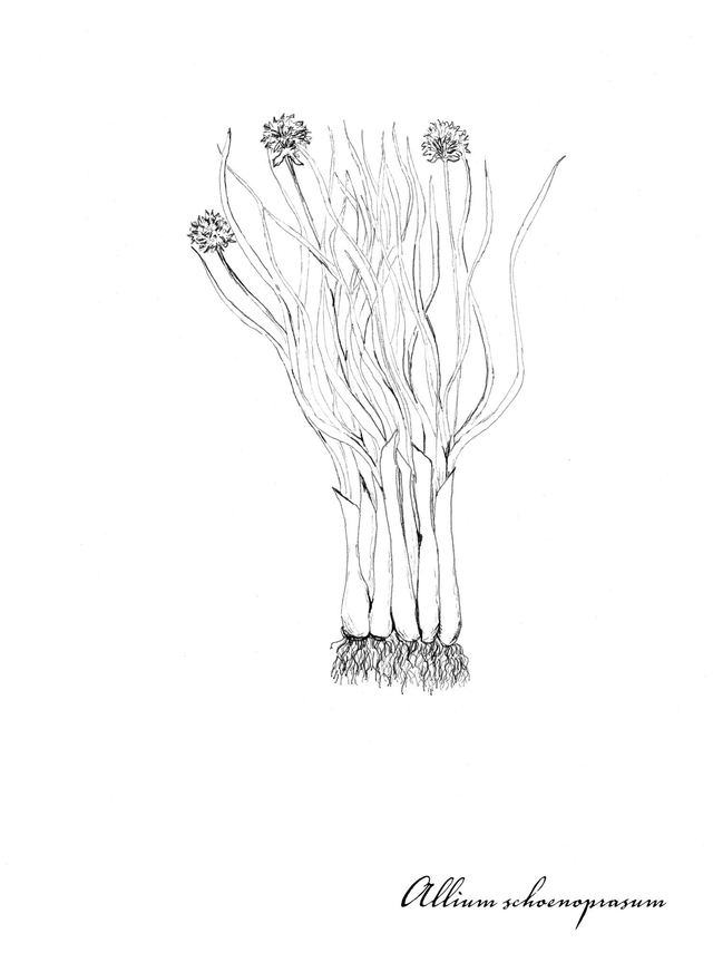 Ciboulette, allium schoenoprasum
