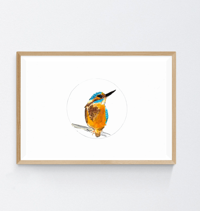 Martin Pêcheur d'Europe, Alcedo atthis