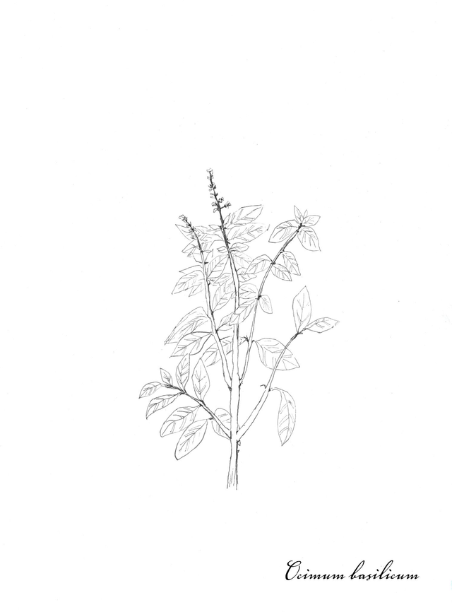 Basilic, ocimum basilicum