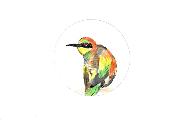 Guêpier d'Europe, Merops apiaster
