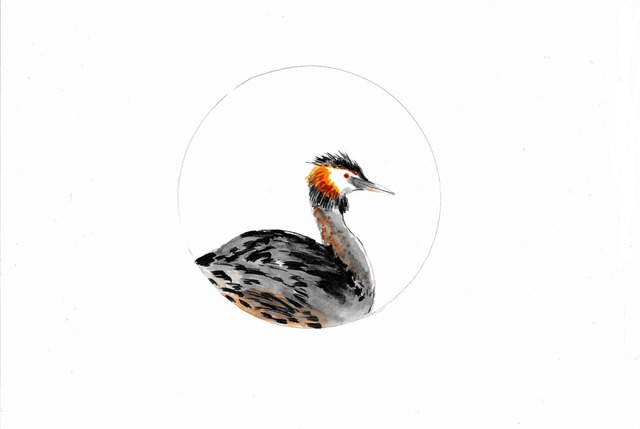 Grèbe Huppé, podiceps cristatus
