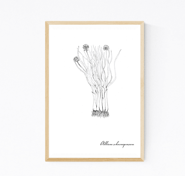 Ciboulette, allium schoenoprasum