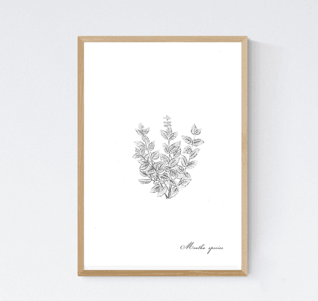 Menthe, mentha spicata