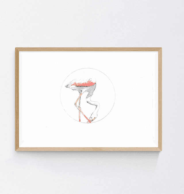 Flamant rose