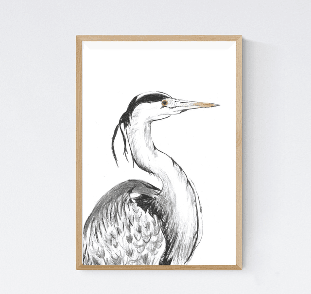 Héron cendré, ardea cinerea Profil