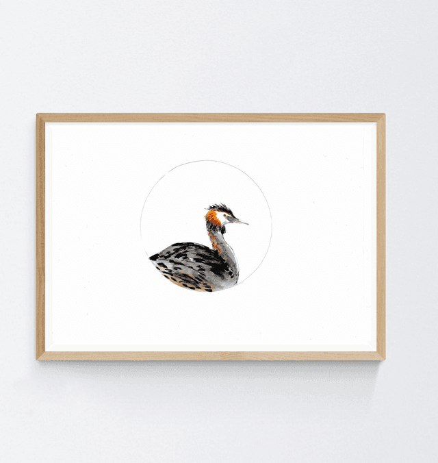 Grèbe Huppé, podiceps cristatus
