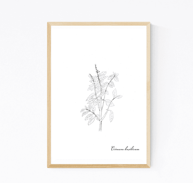 Basilic, ocimum basilicum