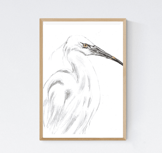 Aigrette Garzette, Egretta garzetta Profil