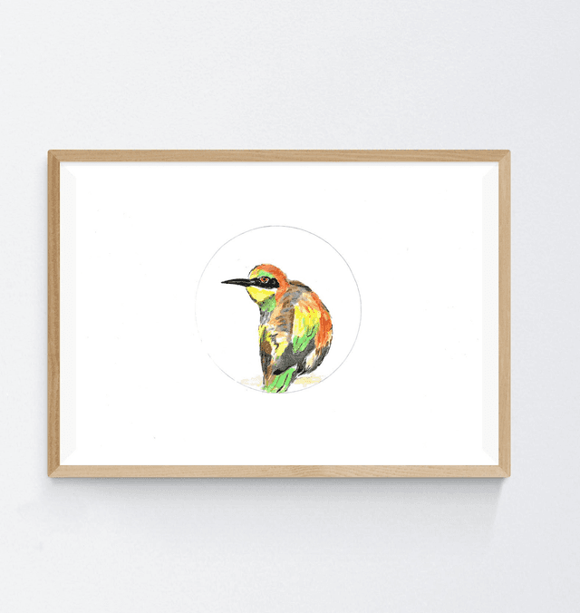 Guêpier d&#039;Europe, Merops apiaster