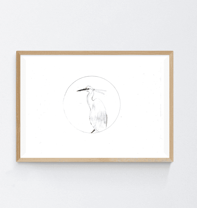 Aigrette garzette, Egretta garzetta