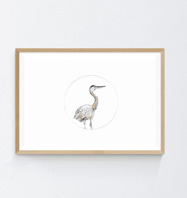 Héron cendré, ardea cinerea