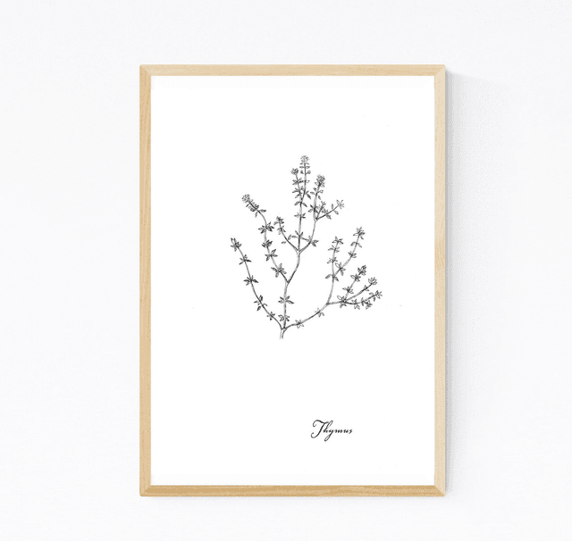 Thym, thymus vulgaris