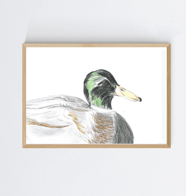 Colvert, anas platyrhynchos