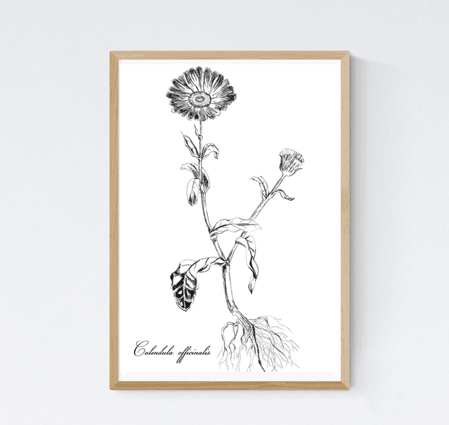 Calendula