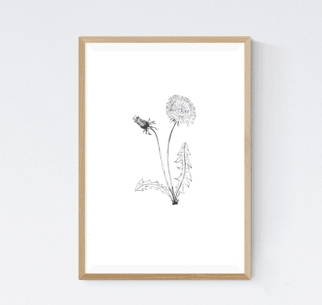Pissenlit, Taraxacum officinale