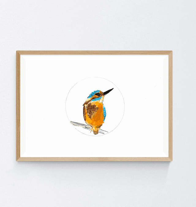 Martin Pêcheur d&#039;Europe, Alcedo atthis