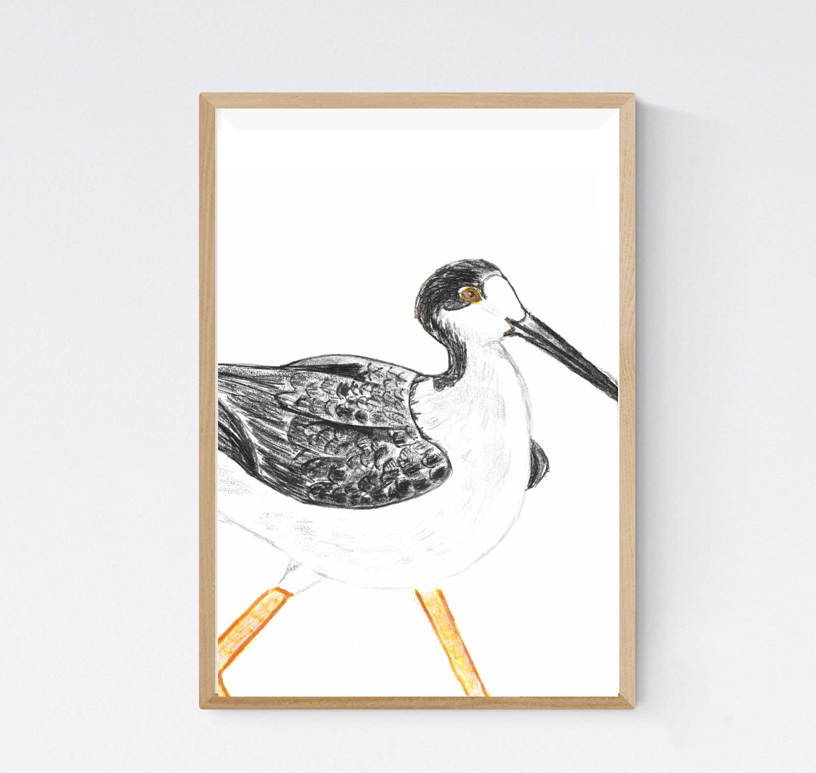 Echasse blanche, himantopus