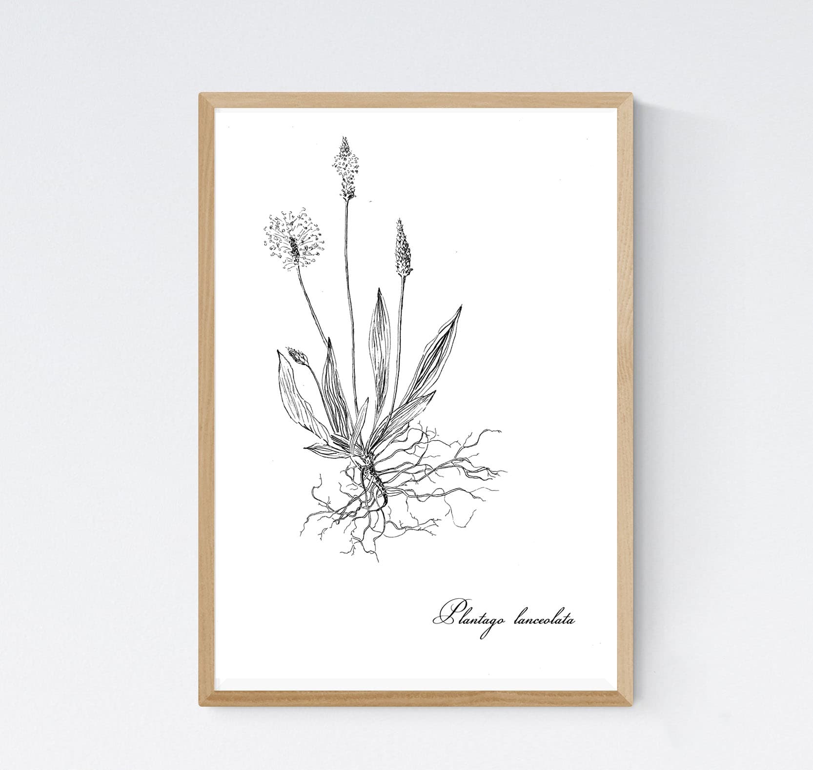 Plantain, plantago